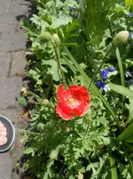 DSCN4105.webp