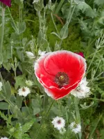 DSCN4129.webp