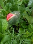 DSCN4130.jpg