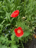 DSCN4134.webp