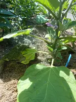 DSCN4101.webp