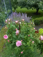 DSCN4140.webp