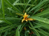 DSCN4141.webp