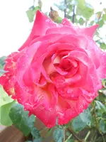 DSCN4142.webp