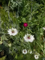 DSCN4095.webp