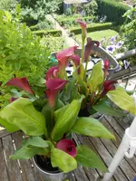 DSCN4122.jpg