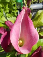 DSCN4126.webp