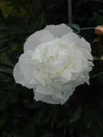 DSCN4131.webp