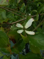 DSCN4132.webp