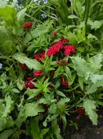 DSCN4133.webp