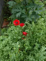 DSCN4137.jpg