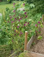 k-P1110291.webp