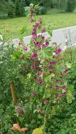 k-P1110292.webp