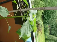 Sonnenblume.webp