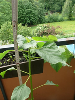 k-Sonnenblume.webp