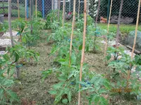IMG_1155.webp