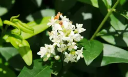 ligusterbluete_0001.webp