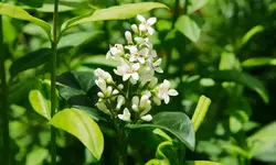ligusterbluete_0002.webp