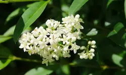 ligusterbluete_0003.webp