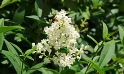 ligusterbluete_0005.webp