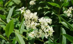 ligusterbluete_0006.webp