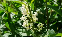 ligusterbluete_0007.webp