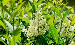 ligusterbluete_0008.webp
