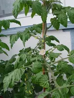 tomate_3.webp