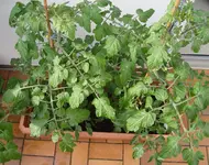 tomate_4.webp