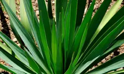 yucca.gloriosa.nobilis_0006.jpg