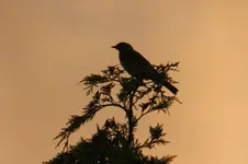 Abendhimmel_0004.webp