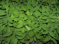 DSCN6951.webp
