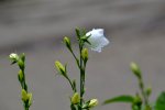DSC_4666.jpg
