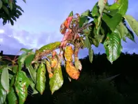 2016-06-11 Kirsche Burlat Detail.webp