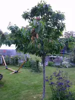 2016-06-11 Kirsche Burlat gesamt.webp