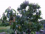 2016-06-11 Kirsche Burlat Krone.JPG