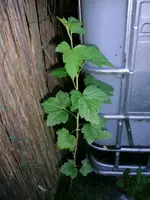 2016-06-11 Wer bin ich.webp