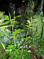2016-06-11 Schneewittchen.webp