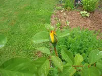 2016-06-13 Knospe4.webp