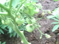 Tomaten (2).JPG