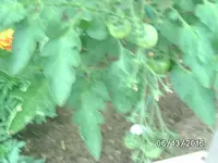 Tomaten (4).JPG