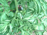 Tomaten (5).jpg