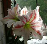 Amarillis.webp