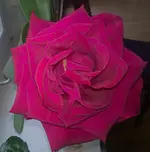 rote Duftrose1.jpg