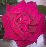rote Duftrose.jpg