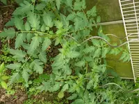 k-Tomaten (2).webp
