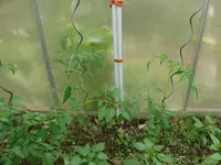k-Tomaten Carnica.JPG