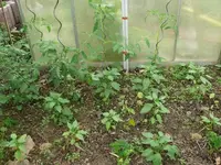 k-Tomaten Paprika.webp