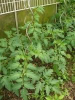 k-Tomaten (2).JPG