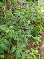 k-Tomaten.webp
